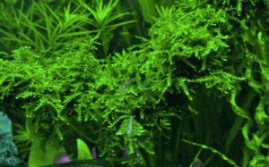 Vesicularia Ferriei 'Weeping Moss'