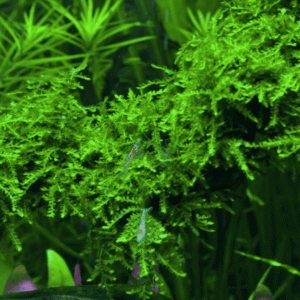 Vesicularia Ferriei 'Weeping Moss'