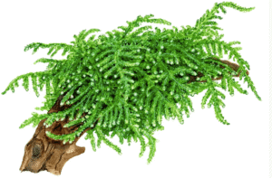 Vesicularia Ferriei 'Weeping Moss'