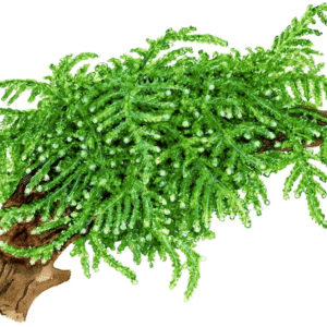 Vesicularia Ferriei 'Weeping Moss'