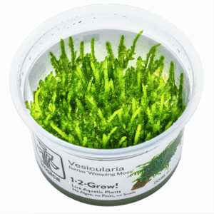 Vesicularia Ferriei 'Weeping Moss'