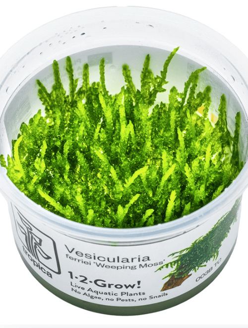 Vesicularia Ferriei 'Weeping Moss'