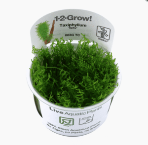 Taxiphyllum sp. 'Spiky Moss'