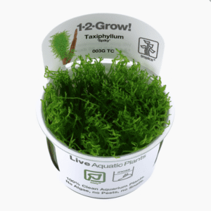Taxiphyllum sp. 'Spiky Moss'