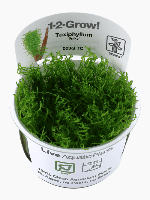 Taxiphyllum sp. 'Spiky Moss'