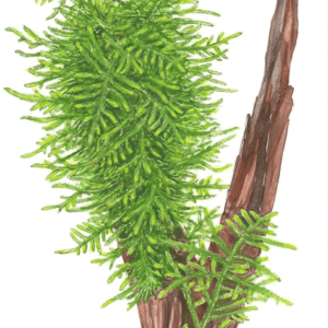 Taxiphyllum sp. 'Spiky Moss'