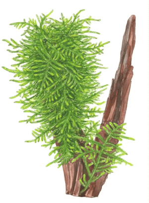 Taxiphyllum sp. 'Spiky Moss'