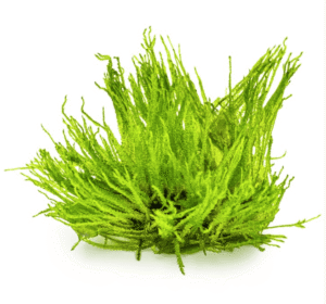 Taxiphyllum sp. 'Spiky Moss'
