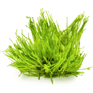 Taxiphyllum sp. 'Spiky Moss'