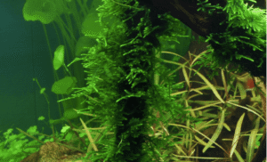 Taxiphyllum sp. 'Spiky Moss'