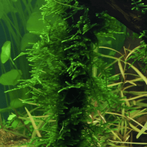 Taxiphyllum sp. 'Spiky Moss'