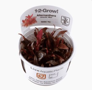 Alternanthera Reineckii 'Mini'