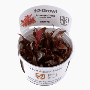 Alternanthera Reineckii 'Mini'