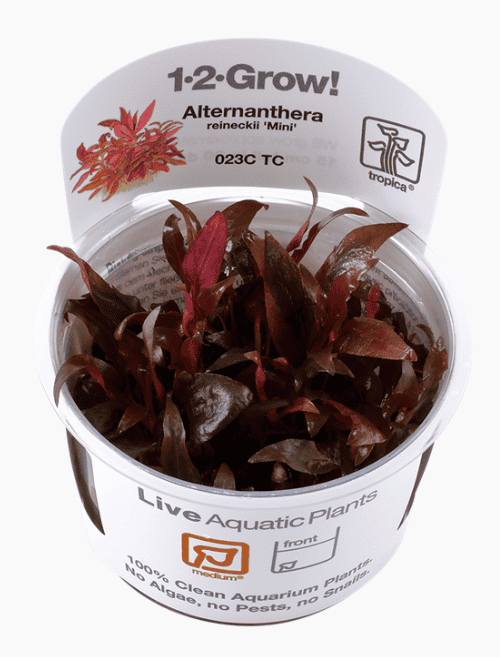 Alternanthera Reineckii 'Mini'