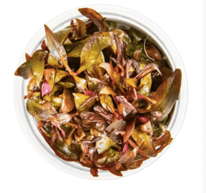 Alternanthera Reineckii 'Mini'