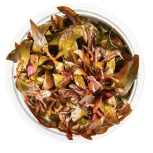 Alternanthera Reineckii 'Mini'