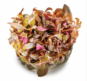 Alternanthera Reineckii 'Mini'