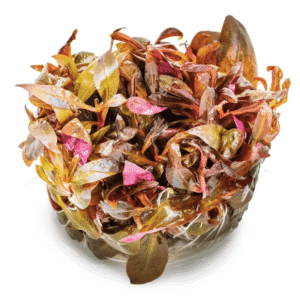 Alternanthera Reineckii 'Mini'