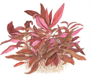 Alternanthera Reineckii 'Mini'