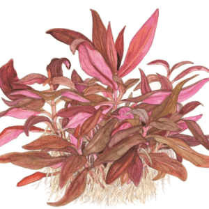 Alternanthera Reineckii 'Mini'