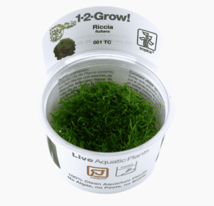 Captura de Pantalla 2025-04-06 a la(s) 18.55.06 Riccia Fluitans