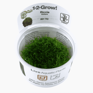 Captura de Pantalla 2025-04-06 a la(s) 18.55.06 Riccia Fluitans