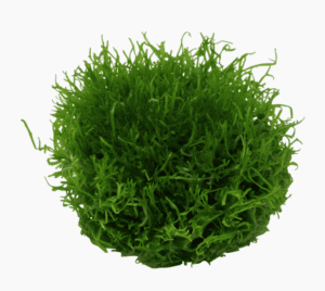 Captura de Pantalla 2025-04-06 a la(s) 18.55.18 Riccia Fluitans