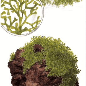 Captura de Pantalla 2025-04-06 a la(s) 18.55.45 Riccia Fluitans