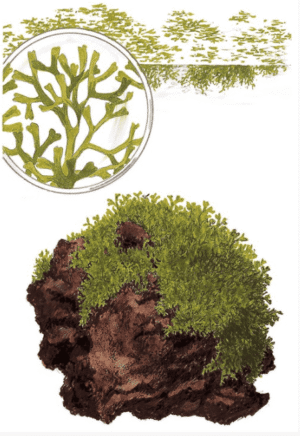 Captura de Pantalla 2025-04-06 a la(s) 18.55.45 Riccia Fluitans