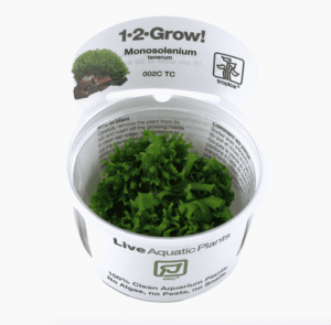 Monosolenium Tenerum