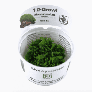 Monosolenium Tenerum