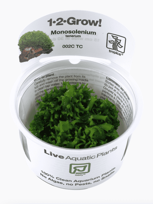 Monosolenium Tenerum