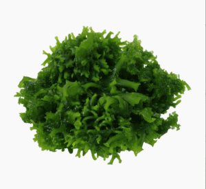 Monosolenium Tenerum