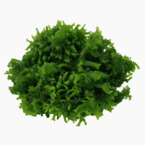 Monosolenium Tenerum