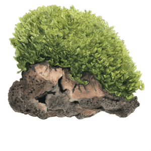 Monosolenium Tenerum