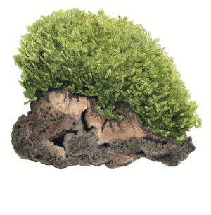 Monosolenium Tenerum