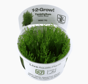 Taxiphyllum Alternans 'Taiwan Moss'