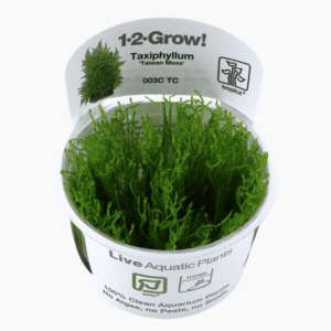 Taxiphyllum Alternans 'Taiwan Moss'