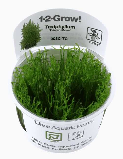 Taxiphyllum Alternans 'Taiwan Moss'