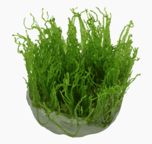 Taxiphyllum Alternans 'Taiwan Moss'