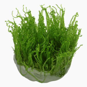 Taxiphyllum Alternans 'Taiwan Moss'