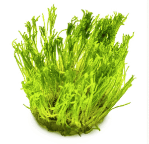 Taxiphyllum Alternans 'Taiwan Moss'