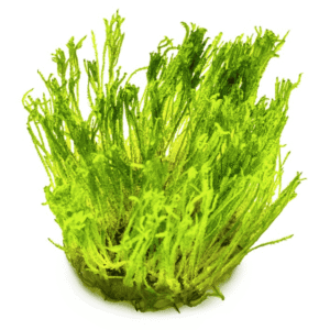 Taxiphyllum Alternans 'Taiwan Moss'