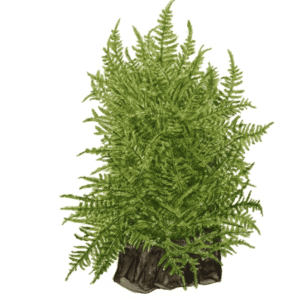 Taxiphyllum Alternans 'Taiwan Moss'