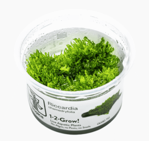 Riccardia Chamedryfolia