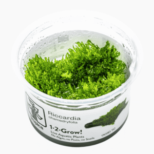 Riccardia Chamedryfolia