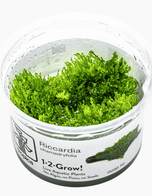 Riccardia Chamedryfolia