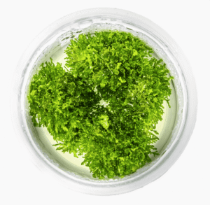 Riccardia Chamedryfolia