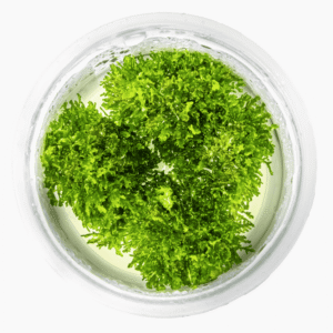 Riccardia Chamedryfolia