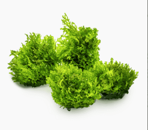 Riccardia Chamedryfolia